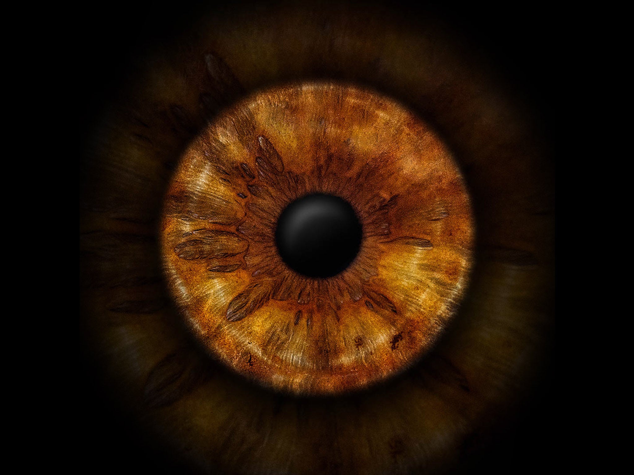 Braune Iris als Einzelfoto